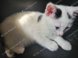 Male(x2) and female(x1) kittens 9 weeks old