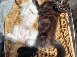 Beautiful Kittens
