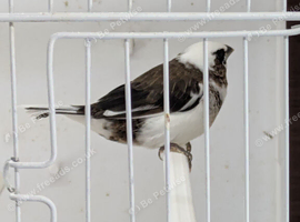 Bengelese finch, chocolate and white. 2 available