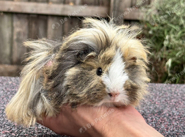 Baby guinea pigs