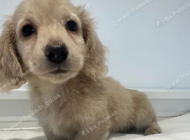 Miniature Dachshund Puppies