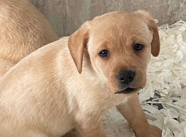Beautiful litter of yellow labradors