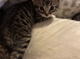 Bengal kittens