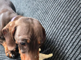 18month female dachshund