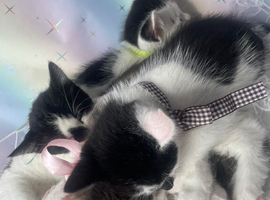 Cute as buttons - 4 kittens looking for new home
