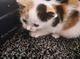 One kitten left ginger, white and black
