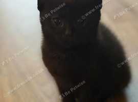 2 Black Boys kittens