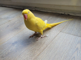 Yellow fully tame talking parrots