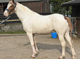 Sunny seeks pastures new - APHA Stallion