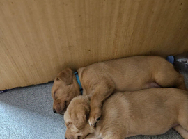 Labrador puppies