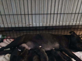 Staffy pups