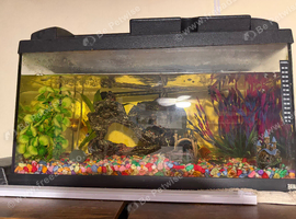 2 Fantails with Aquatic snails , tank , filter, air pump, light, food, frozen food and a lot more