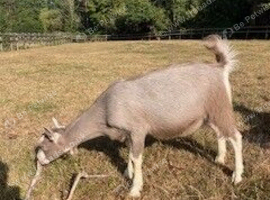 twin toggenburg wethers