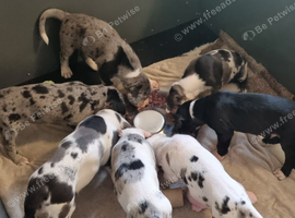 Champion sired kc reg great dane puppies due nov