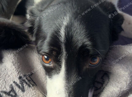 Nell