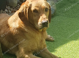 Fox red labrador