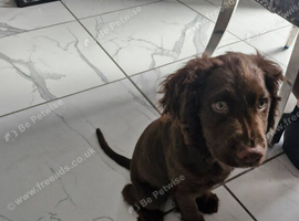 Cocker spaniel
