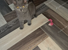 Male British shorthair kitten
