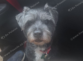 Rehoming a border terrier