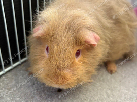 Male Guinea pig 1 year old