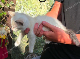 Last 2 kittens