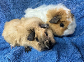 Baby male guinea pigs