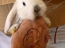 Mini lop pure breeds mixed sex&rsquo;s.