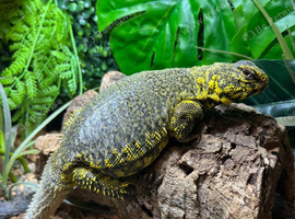 Proven Breeding Pair of Uromastyx Geyri at Birmingham Reptiles