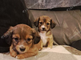 Jackchi x dachshund puppies