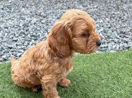 Gorgeous red cockapoo puppy&rsquo;s