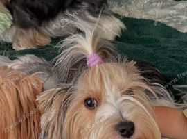 ️ Beautiful Yorkshire Terrier Biewer ️
