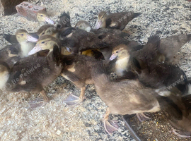 Muscovy ducklings