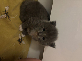 Ragdoll cross Russian blue