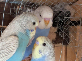 Budgies