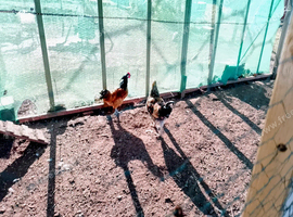 young various breeds of cockerels for sale