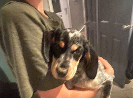 Rehome dog