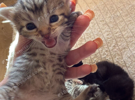 Beautiful fluffy mixed kittens