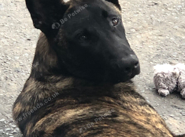 Dutch shepherd