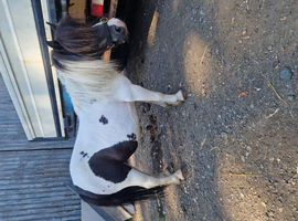 Shetland mare