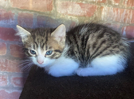 ***Gorgeous Kittens Ready To Leave***