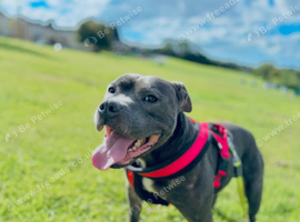 Staffordshire bull terrier