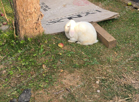 Lop rabbits