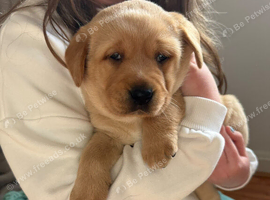 Gorgeous red labrador puppies