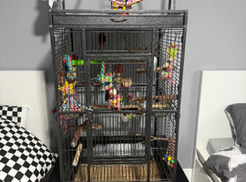 2 budgies for sale with cage