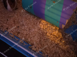 2 baby male guinea pigs with cage
