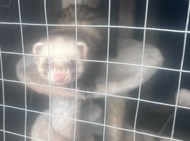 Two ferrets