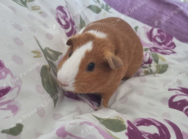3 guinea pig sows hairless carriers