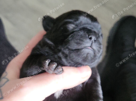 2 pug puppies left for sale