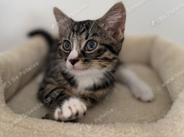 x1 adorable tabby cat. Ready to leave