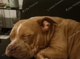 Pocket bully cross french bulldog